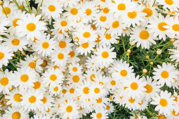 Vackra Vita Kamomiller Tusensköna Blommor Fält Grön Äng — Stockfoto