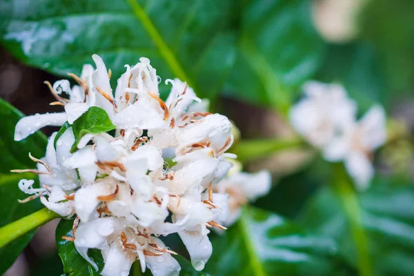 White coffee flowers in green leaves tree plantation close up