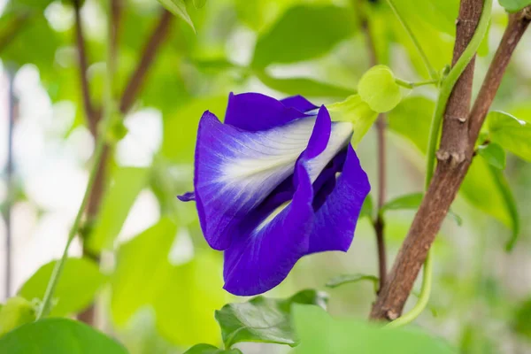 Fjärilsärta Clitoria Ternatea Blue Flower Närbild — Stockfoto