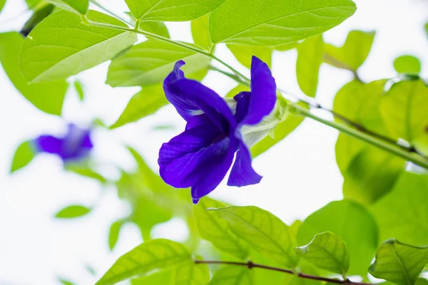 Butterfly Pea Clitoria Ternatea Blue Flower Closeup — Stock Photo, Image