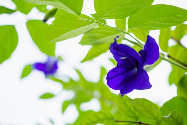 Butterfly Pea Clitoria Ternatea Blue Flower Closeup — Stock Photo, Image