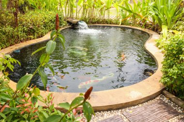 Bahçe havuzunda renkli sazan balığı.