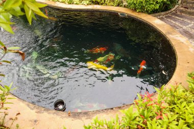 Bahçe havuzunda renkli sazan balığı.