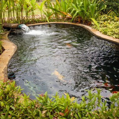 Bahçe havuzunda renkli sazan balığı.