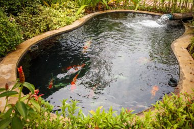 Bahçe havuzunda renkli sazan balığı.