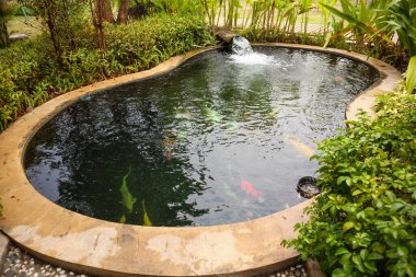 Bahçe havuzunda renkli sazan balığı.