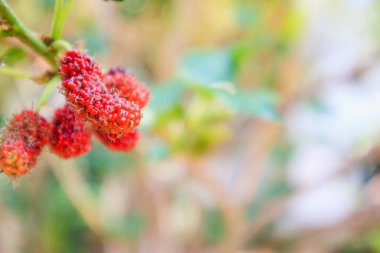 Ağaç dalında taze kırmızı dut meyveleri