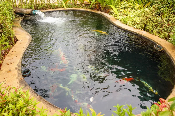 カラフルな鯉庭の池の鯉 — ストック写真