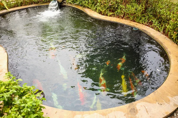 Colorful Fancy Carps Koi Fish Garden Pond — Stock Photo, Image