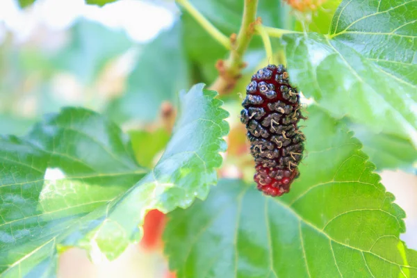 Frutas Frescas Morera Roja Rama Árbol — Foto de Stock