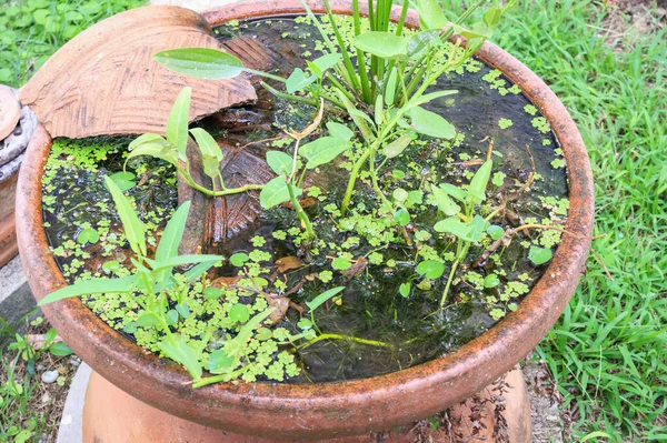 Laghetto Giardino Con Piccola Pianta Verde — Foto Stock