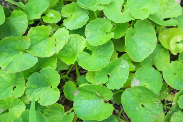 Φύλλα Βοτάνων Της Centella Asiatica Γνωστά Gotu Kola — Φωτογραφία Αρχείου