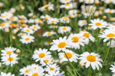 Yeşil çayır üzerindeki güzel beyaz papatya tarlası