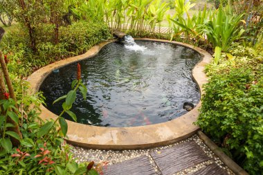 Bahçe havuzunda renkli sazan balığı.