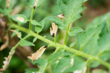 Sebze bahçesindeki yapraklara hastalık bulaşmış domatesler.