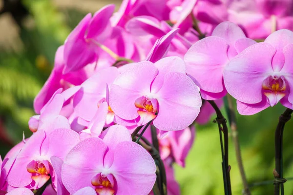 Güzel falaenopsis orkidesi çiçek açan bahçe çiçekleri.