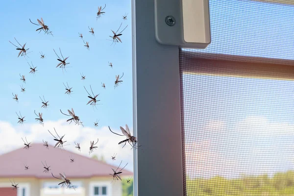 Muchos Mosquitos Volando Casa Mientras Abría Red Insectos —  Fotos de Stock