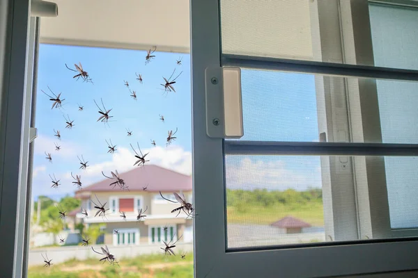 Muitos Mosquitos Voando Para Casa Enquanto Rede Insetos Foi Aberta — Fotografia de Stock