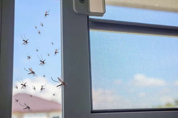 Muchos Mosquitos Volando Casa Mientras Abría Red Insectos — Foto de Stock