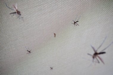 bir çok sivrisinek böcek ağı ekranı ev penceresini kapatır