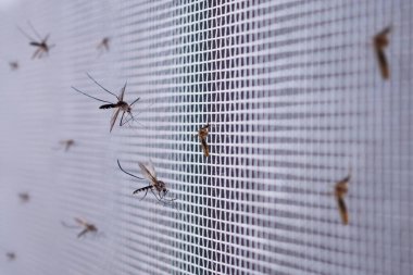 bir çok sivrisinek böcek ağı ekranı ev penceresini kapatır