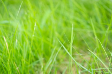 Soyut yeşil çimen bulanık arkaplanı kapat