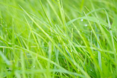 Soyut yeşil çimen bulanık arkaplanı kapat