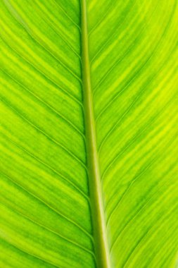 Taze yeşil yaprak dokusu. Doğal soyut arkaplan. Kopya alanı ile kapatın.