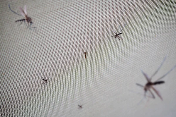 Muchos Mosquitos Pantalla Alambre Red Insectos Cerca Ventana Casa — Foto de Stock