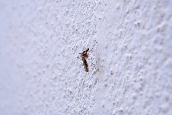 Komar Białym Tle Ściany — Zdjęcie stockowe