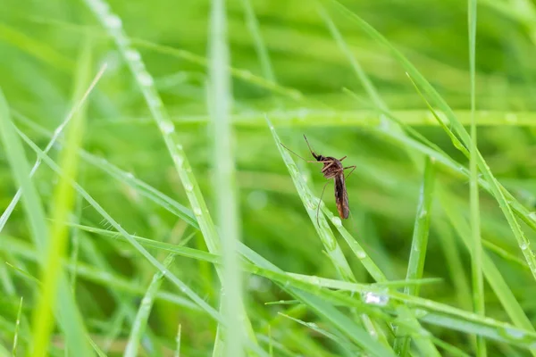 Mosquito Hoja Hierba Verde Cerca —  Fotos de Stock