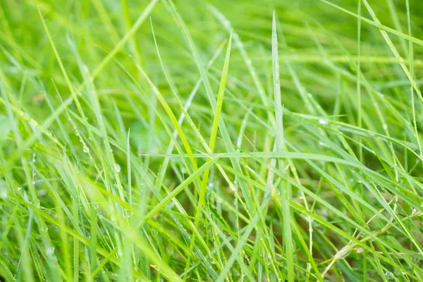 Abstraktní Zelená Tráva Zavřít Rozmazané Pozadí — Stock fotografie