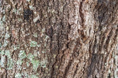 Eski ağaç kabuğu dokusu arkaplanı