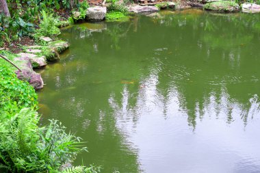 Yeşil bitkilerle dolu bahçe havuzu