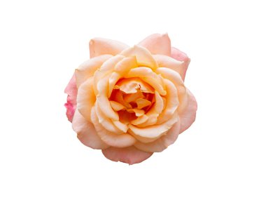 Beyaz arkaplanda izole gül çiçeği