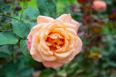 Sera fidanlığında güzel güller