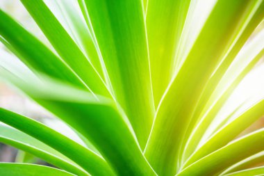 Taze yeşil yaprak dokusu. Doğal soyut arkaplan. Kopya alanı ile kapatın.