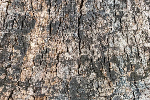 Holz Textur Abstrakten Natürlichen Hintergrund — Stockfoto