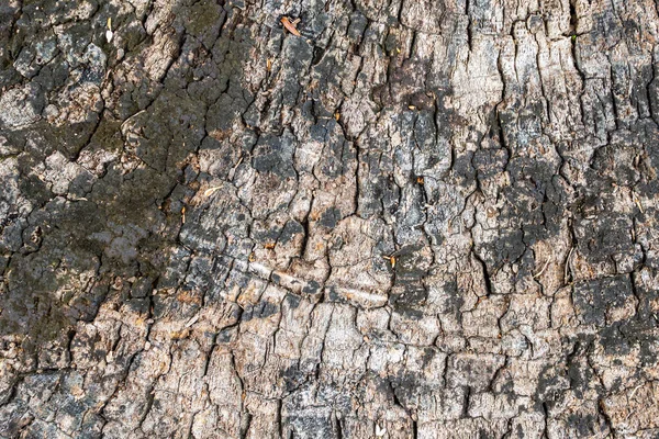 Trä Struktur Abstrakt Naturlig Bakgrund — Stockfoto