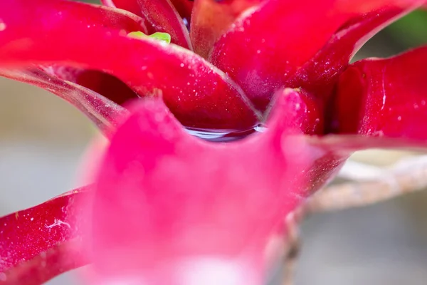 Bahçedeki Kırmızı Yapraklı Bitkide Durgun — Stok fotoğraf