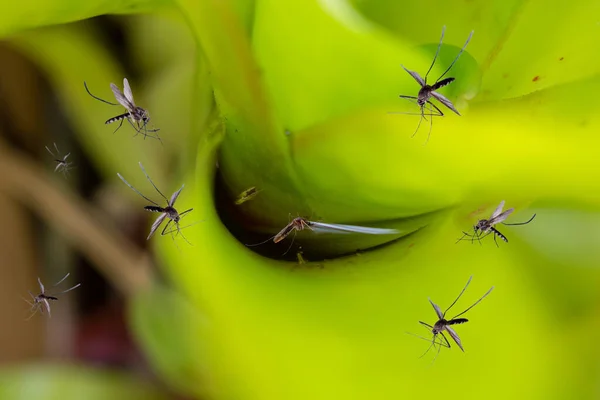 庭の葉の植物で多くの蚊が停滞した水の上を飛ぶ — ストック写真