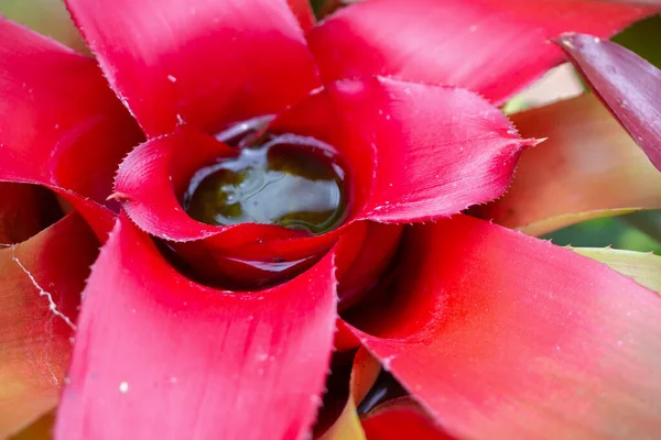 Eau Stagnante Dans Plante Feuilles Rouges Dans Jardin — Photo