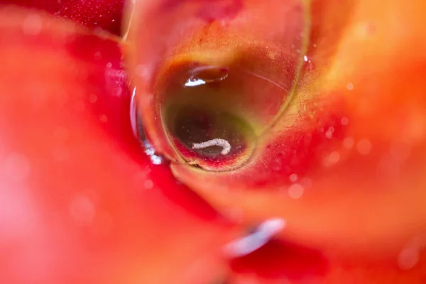 Eau Stagnante Dans Plante Feuilles Rouges Dans Jardin — Photo