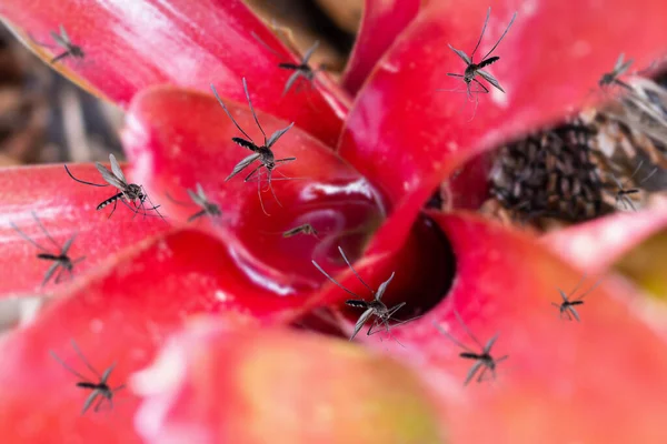 Muitos Mosquitos Voam Sobre Água Estagnada Planta Folha Jardim — Fotografia de Stock