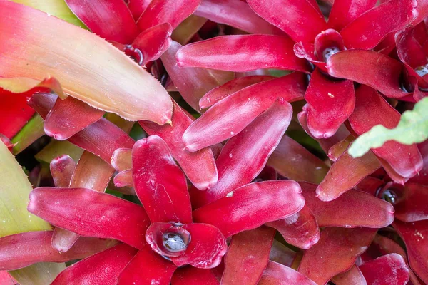 Acqua Stagnante Pianta Foglia Rossa Giardino — Foto Stock