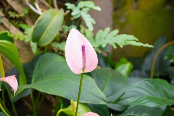 Anthurium Kukkia Trooppisessa Puutarhassa Tausta — kuvapankkivalokuva