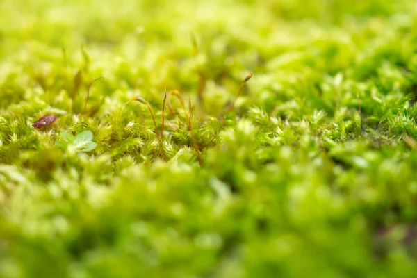 Świeże Zielone Mech Bliska Podłodze — Zdjęcie stockowe