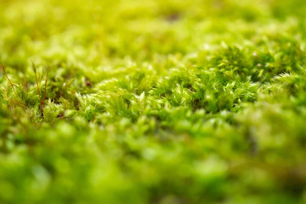 Čerstvě Zelený Mech Podlaze — Stock fotografie