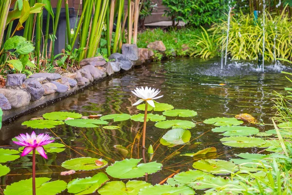 Nenúfar Flor Loto Estanque Del Jardín — Foto de Stock