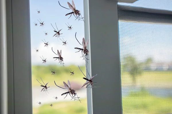 昆虫網が開かれている間に家に飛び込む多くの蚊 — ストック写真